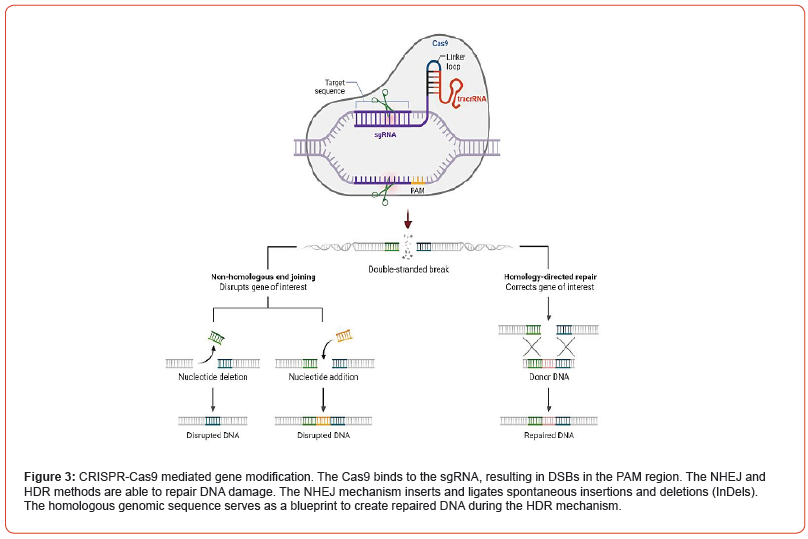 Click here to view Large Figure 3 irispublishers-openaccess-biomedical-engineering-biotechnology