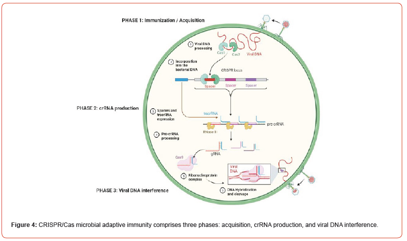 Click here to view Large Figure 4 irispublishers-openaccess-biomedical-engineering-biotechnology