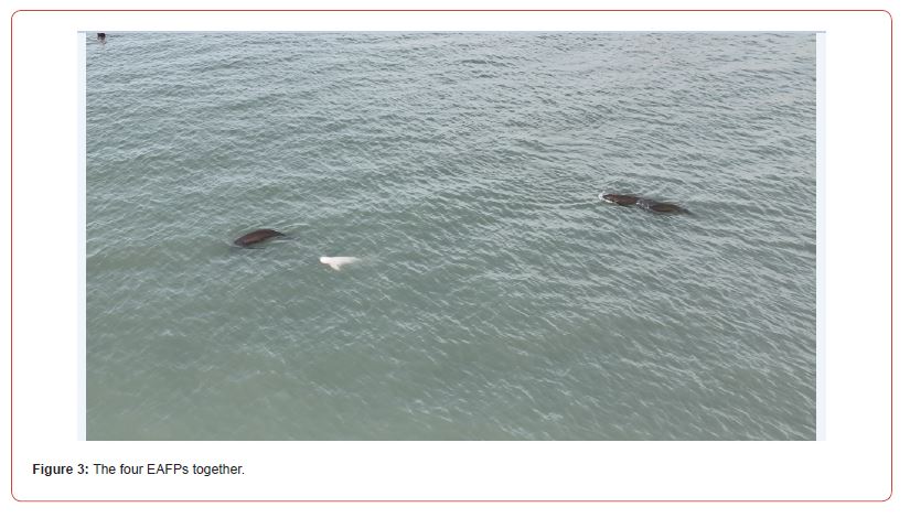 Click here to view Large Figure 3 irispublishers-openaccess-oceanography-marine-biology