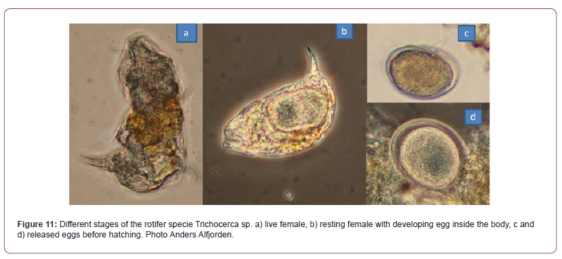 Click here to view Large Figure 11 irispublishers-openaccess-oceanography-marine-biology