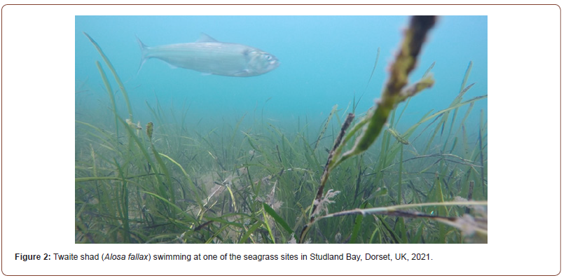 Click here to view Large Figure 2 irispublishers-openaccess-oceanography-marine-biology
