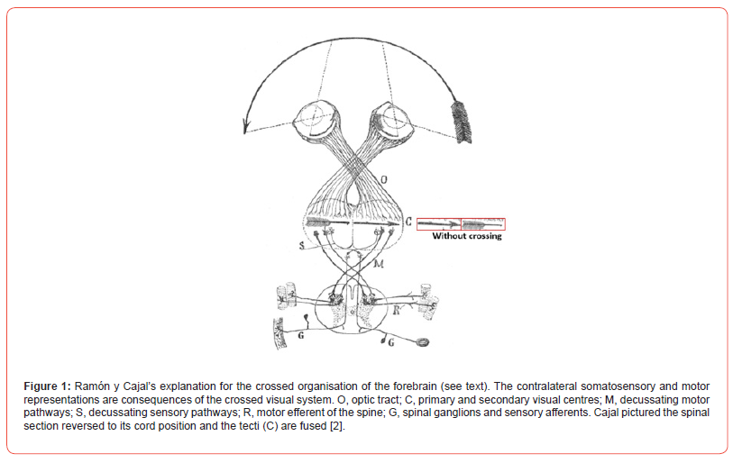 Click here to view Large Figure 1 irispublishers-openaccess-Anatomy-Physiology