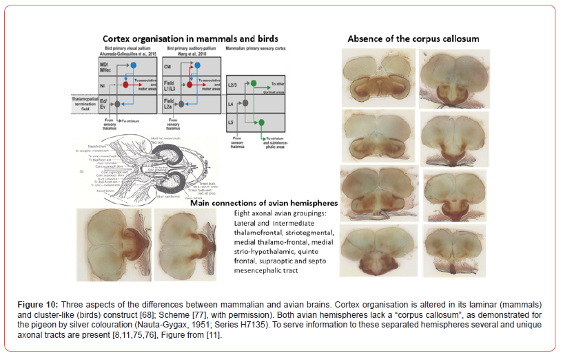 Click here to view Large Figure 10 irispublishers-openaccess-Anatomy-Physiology
