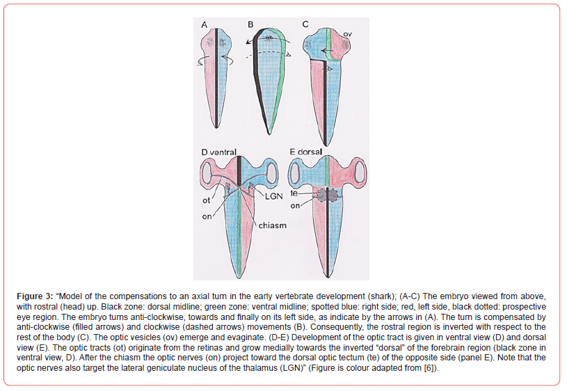 Click here to view Large Figure 3 irispublishers-openaccess-Anatomy-Physiology