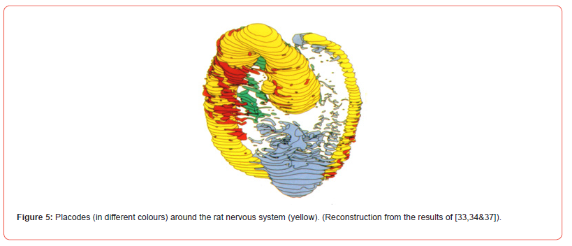 Click here to view Large Figure 5 irispublishers-openaccess-Anatomy-Physiology