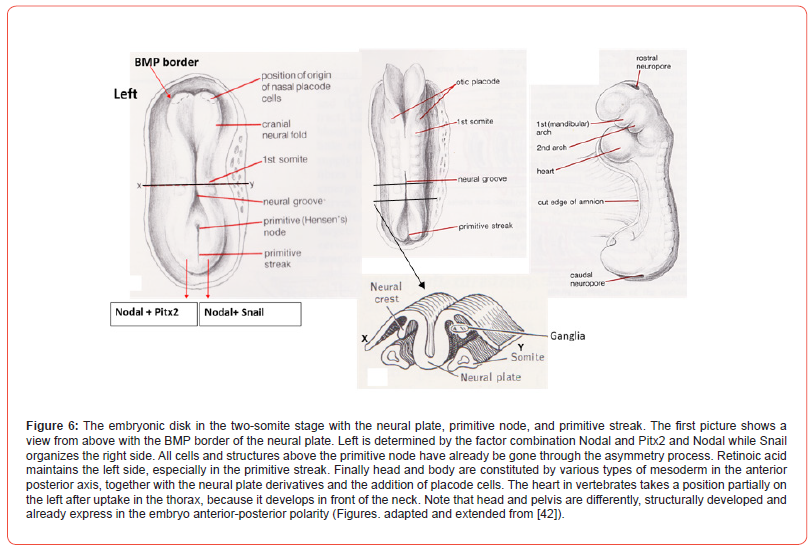 Click here to view Large Figure 6 irispublishers-openaccess-Anatomy-Physiology