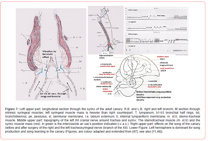 Click here to view Large Figure 7 irispublishers-openaccess-Anatomy-Physiology
