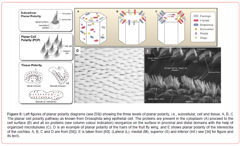 Click here to view Large Figure 8 irispublishers-openaccess-Anatomy-Physiology