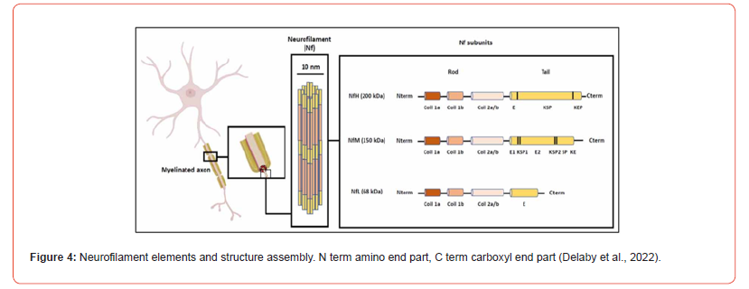 Click here to view Large Figure 4 irispublishers-openaccess-Anatomy-Physiology