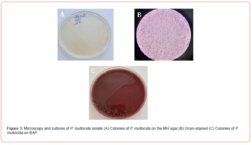 Click here to view Large Figure 3 irispublishers-openaccess-orthopedics-research