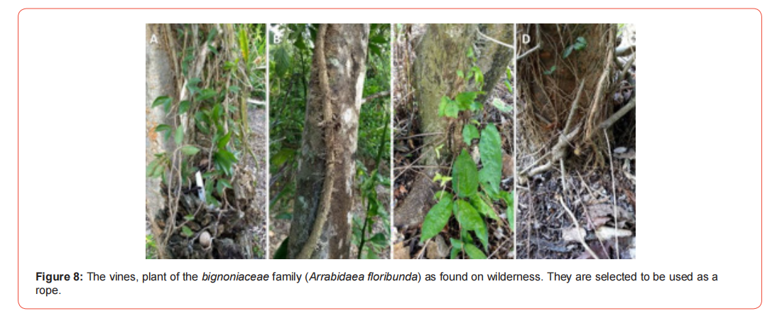 Click here to view Large Figure 8 irispublishers-openaccess-archaeology-anthropology