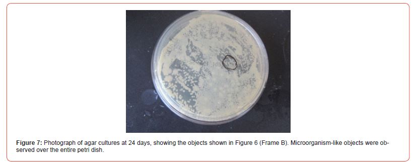 Click here to view Large Figure 7 irispublishers-openaccess-biology-life-science