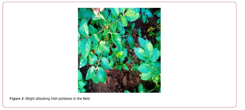 Click here to view Large Figure 2 irispublishers-openaccess-agriculture-soil-science